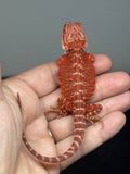 RM947, Female, hypo, 50% Red Monster bearded dragon for sale