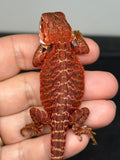 RM948, female, possible het hypo, possible het Witblits, 50% Red Monster bearded dragon for sale