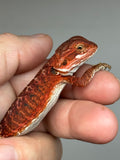 RM948, female, possible het hypo, possible het Witblits, 50% Red Monster bearded dragon for sale