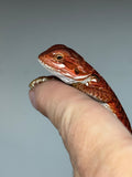 RM948, female, possible het hypo, possible het Witblits, 50% Red Monster bearded dragon for sale