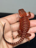 RM948, female, possible het hypo, possible het Witblits, 50% Red Monster bearded dragon for sale