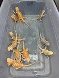 G187, 10 Bearded Dragon wholesale group for sale
