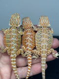 G187, 10 Bearded Dragon wholesale group for sale