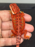 RM949, female, possible het hypo, 50% Red Monster bearded dragon for sale