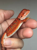 RM949, female, possible het hypo, 50% Red Monster bearded dragon for sale