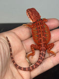 RM949, female, possible het hypo, 50% Red Monster bearded dragon for sale