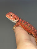 RM949, female, possible het hypo, 50% Red Monster bearded dragon for sale