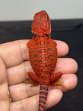 RM950, male, trans, possible het hypo, possible het Witblits, 50% Red Monster bearded dragon for sale