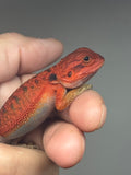 RM950, male, trans, possible het hypo, possible het Witblits, 50% Red Monster bearded dragon for sale