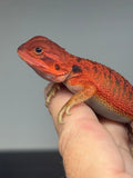 RM950, male, trans, possible het hypo, possible het Witblits, 50% Red Monster bearded dragon for sale