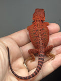 RM950, male, trans, possible het hypo, possible het Witblits, 50% Red Monster bearded dragon for sale