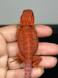 RM951, male, hypo, leatherback, trans, 50% Red Monster bearded dragon for sale