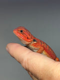 RM951, male, hypo, leatherback, trans, 50% Red Monster bearded dragon for sale