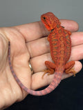 RM951, male, hypo, leatherback, trans, 50% Red Monster bearded dragon for sale