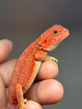 RM951, male, hypo, leatherback, trans, 50% Red Monster bearded dragon for sale