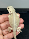 #1568, female, hypo, possible het zero, possible het trans, Witblits Bearded dragon for sale