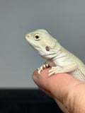 #1568, female, hypo, possible het zero, possible het trans, Witblits Bearded dragon for sale
