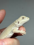 #1568, female, hypo, possible het zero, possible het trans, Witblits Bearded dragon for sale