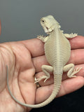 #1568, female, hypo, possible het zero, possible het trans, Witblits Bearded dragon for sale