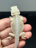 #1569, female, hypo, possible het zero, Witblits Bearded dragon for sale