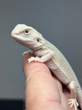 #1569, female, hypo, possible het zero, Witblits Bearded dragon for sale