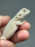 #1569, female, hypo, possible het zero, Witblits Bearded dragon for sale