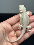 #1569, female, hypo, possible het zero, Witblits Bearded dragon for sale