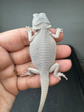 #1570, male, hypo, Witblits, Zero, Wero bearded dragon for sale