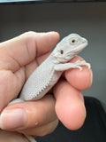 #1570, male, hypo, Witblits, Zero, Wero bearded dragon for sale