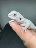 #1570, male, hypo, Witblits, Zero, Wero bearded dragon for sale