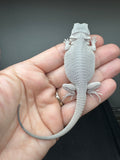 #1570, male, hypo, Witblits, Zero, Wero bearded dragon for sale