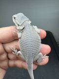#1571, male, hypo, possible het wits, Zero Bearded Dragon for sale