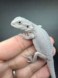 #1571, male, hypo, possible het wits, Zero Bearded Dragon for sale