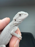 #1571, male, hypo, possible het wits, Zero Bearded Dragon for sale