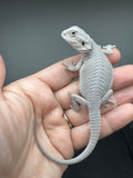 #1571, male, hypo, possible het wits, Zero Bearded Dragon for sale