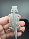 #1572, female, hypo, Zero Bearded Dragon for sale