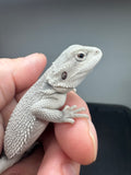 #1572, female, hypo, Zero Bearded Dragon for sale
