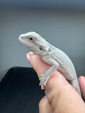 #1572, female, hypo, Zero Bearded Dragon for sale