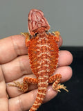 RM952, male, hypo, possible het Witblits 50% Red Monster bearded dragon for sale
