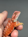 RM952, male, hypo, possible het Witblits 50% Red Monster bearded dragon for sale