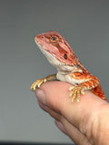 RM952, male, hypo, possible het Witblits 50% Red Monster bearded dragon for sale