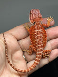 RM952, male, hypo, possible het Witblits 50% Red Monster bearded dragon for sale