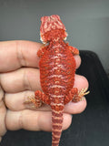RM953, female, hypo, 50% Red Monster bearded dragon for sale