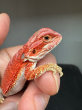 RM953, female, hypo, 50% Red Monster bearded dragon for sale