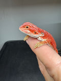 RM953, female, hypo, 50% Red Monster bearded dragon for sale