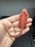 RM953, female, hypo, 50% Red Monster bearded dragon for sale
