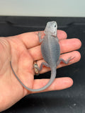 Zero bearded dragon (white) for sale, back view.