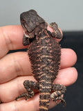 RM954, male, possible het hypo, 50% Red Monster bearded dragon for sale