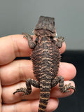 RM954, male, possible het hypo, 50% Red Monster bearded dragon for sale