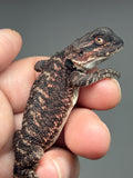 RM954, male, possible het hypo, 50% Red Monster bearded dragon for sale